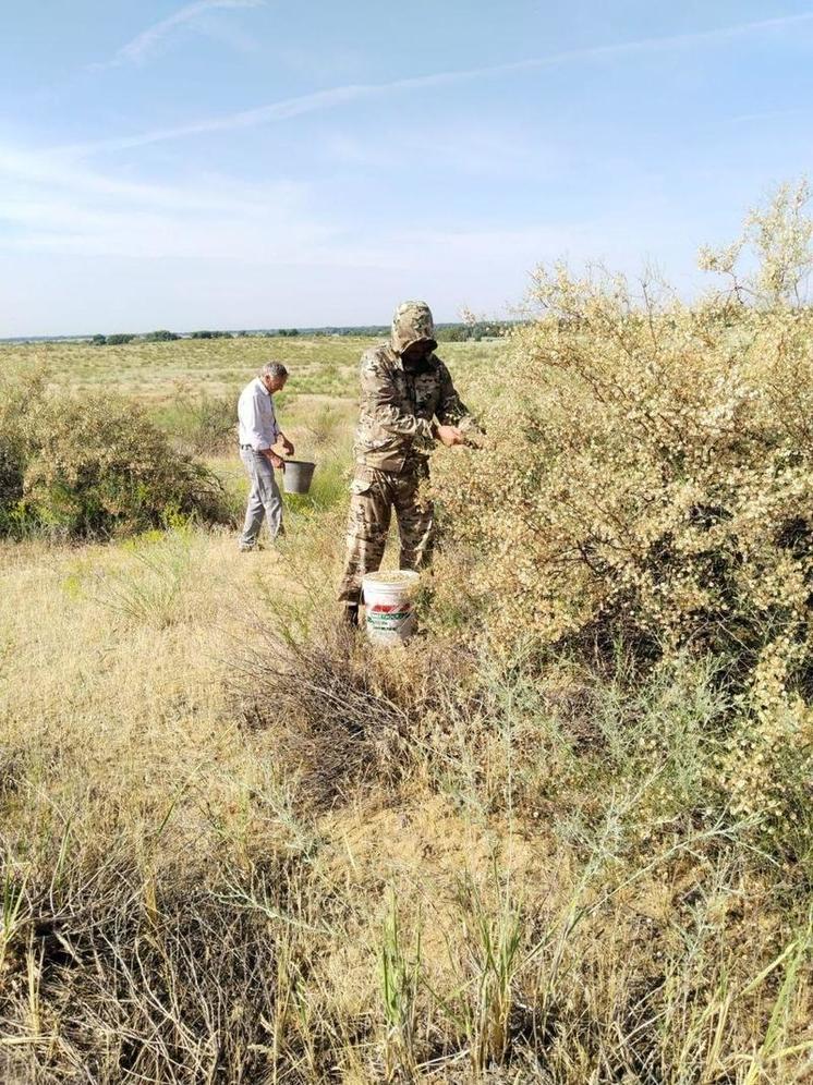 В Астраханской области заготовлено 820 килограммов семян вяза и джузгуна