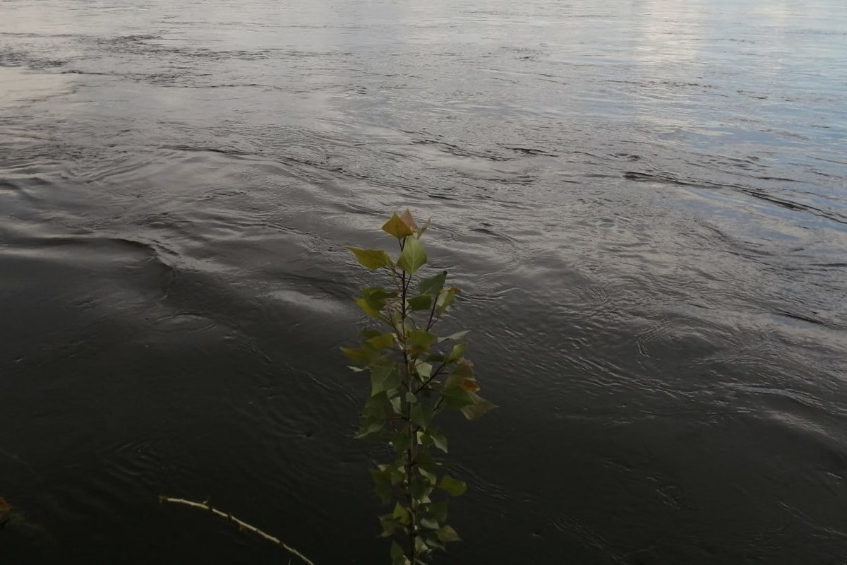 На городском пляже в Абакане спасли тонущего школьника - МК Хакасия