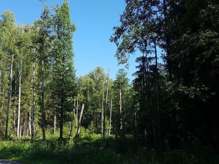 «Желтый» уровень пожарной опасности объявлен в регионе