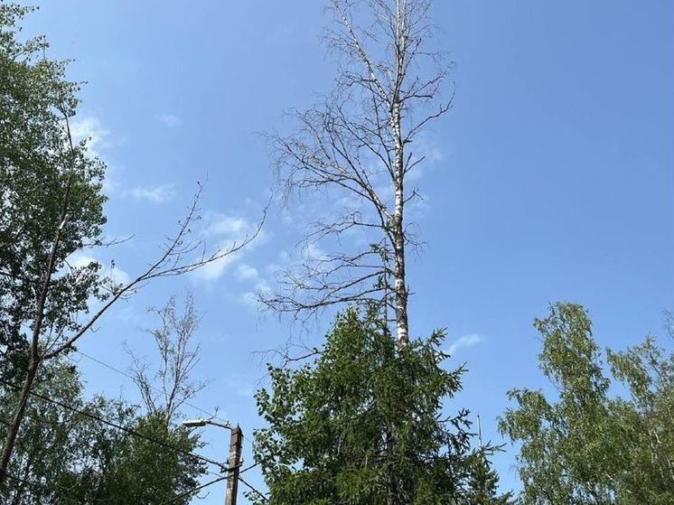 В Выборгском районе вынесли приговор аварийным деревьям