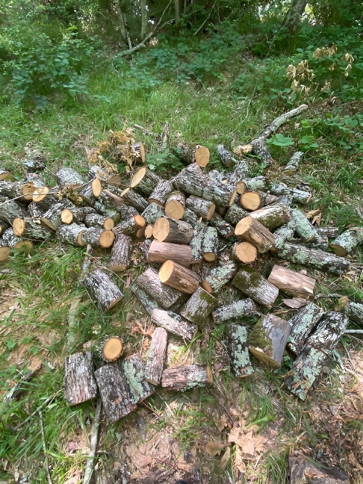 На территории Геленджика незаконно вырубили 16 лесных насаждений