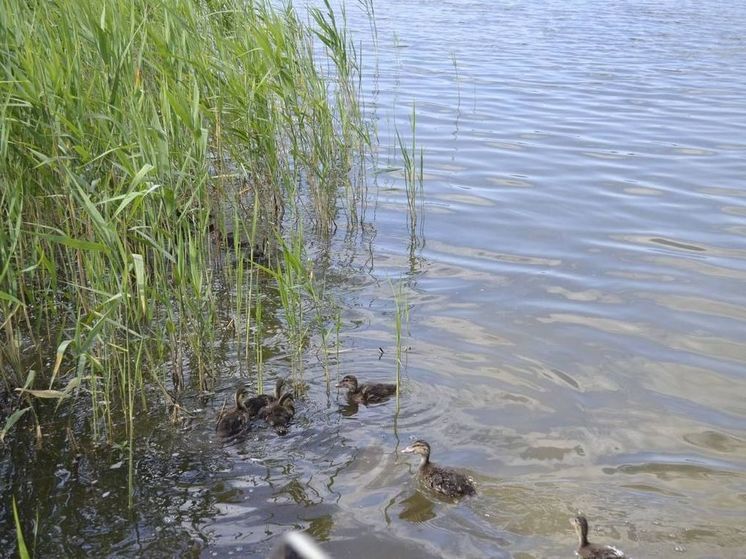 В озеро Круглое Дмитровского округа выпустили 550 утят