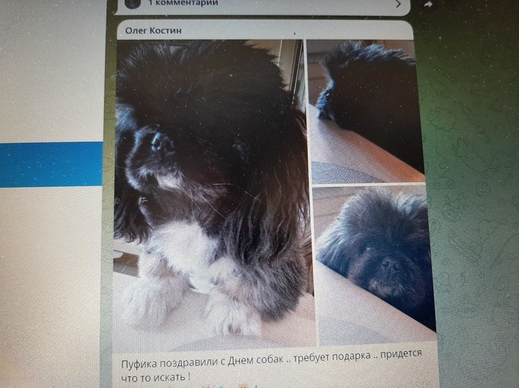 Саратовский экс-министр ищет подарок для своей собаки