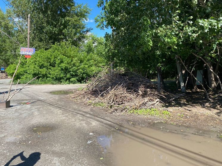 В мэрии Новосибирска объяснили вырубку деревьев на улице Хилокской