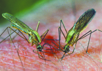 Укусы комаров столичного региона неприятны, но в основном безобидны