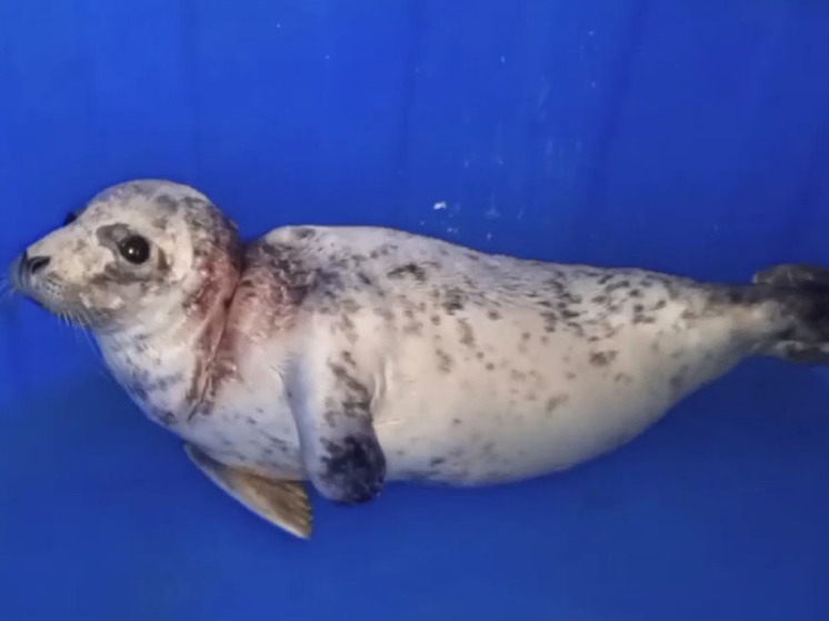 Спасенная самочка тюленя после операции в Зеленоградске чувствует себя лучше