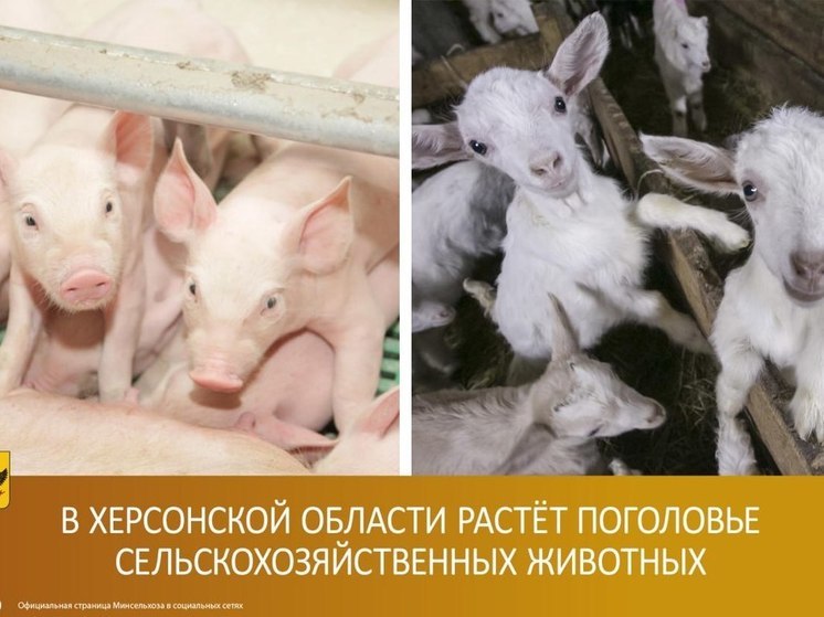 На Херсонщине вросло поголовье сельхозживотных