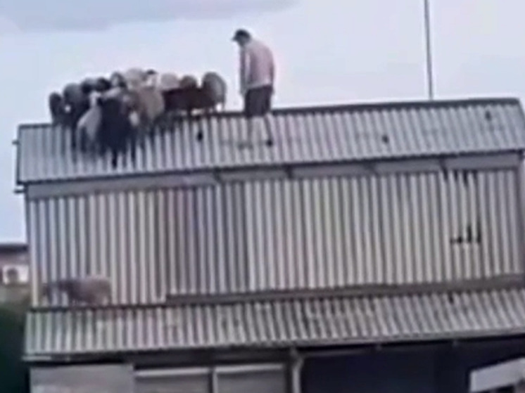 В Омской области стадо овец пришлось снимать с крыши сеновала