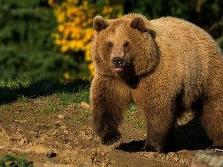 В Бурятии в Тункинском нацпарке посчитали медведей