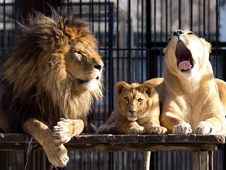 В красноярский зоопарк привезли годовалого львенка из Барнаула