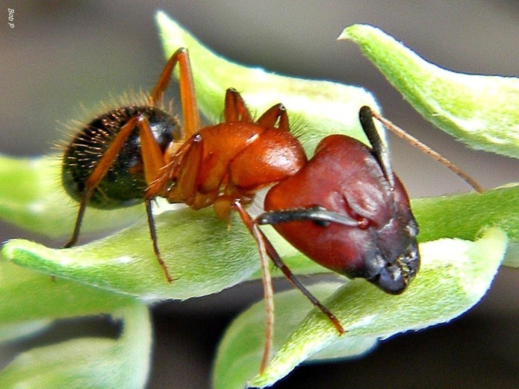 Ученые: муравьи, как и люди, проводят сородичам "хирургические операции"