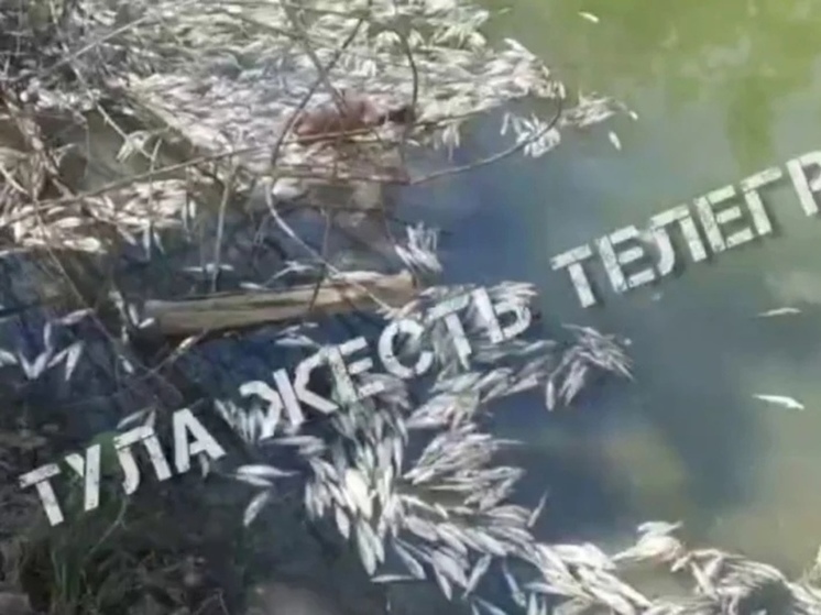 В Тульской области на водохранилище всплыла мертвая рыба