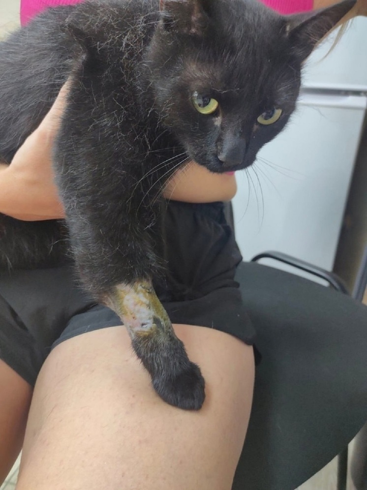 Опочецкий кот Черныш попал в капкан во время прогулки