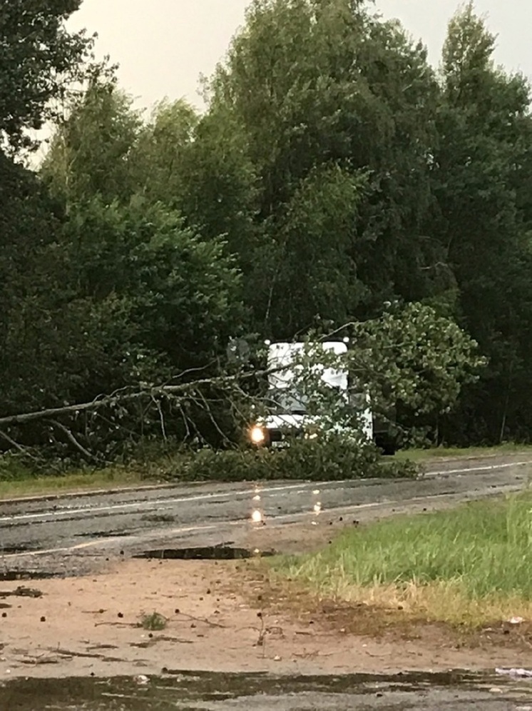 В Тверской области упавшее дерево перегородило дорогу и остановило движение
