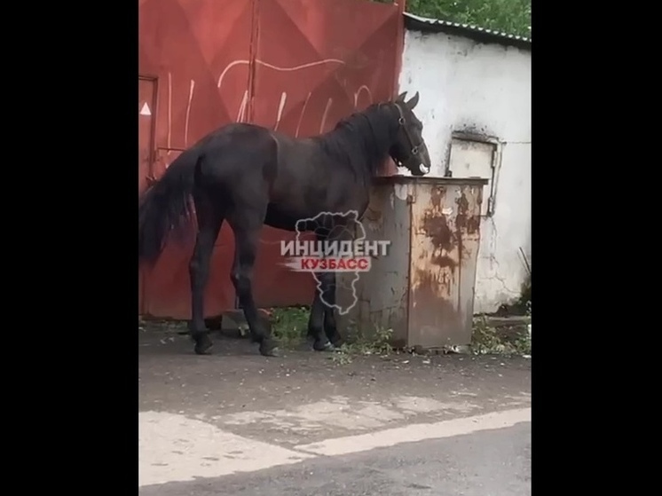 "Пустился во все тяжкие": в Кемерове конь решил подкрепиться мусором из контейнера