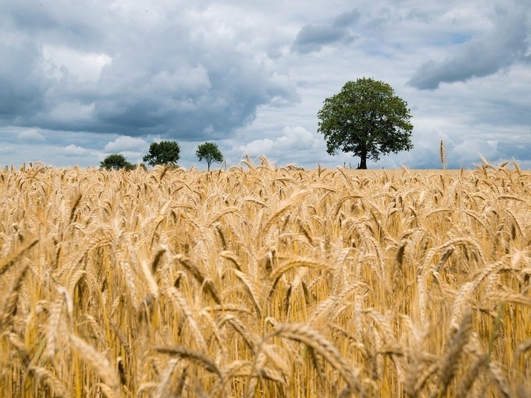 Производитель яровой пшеницы из Башкирии получил 111 га земли без торгов