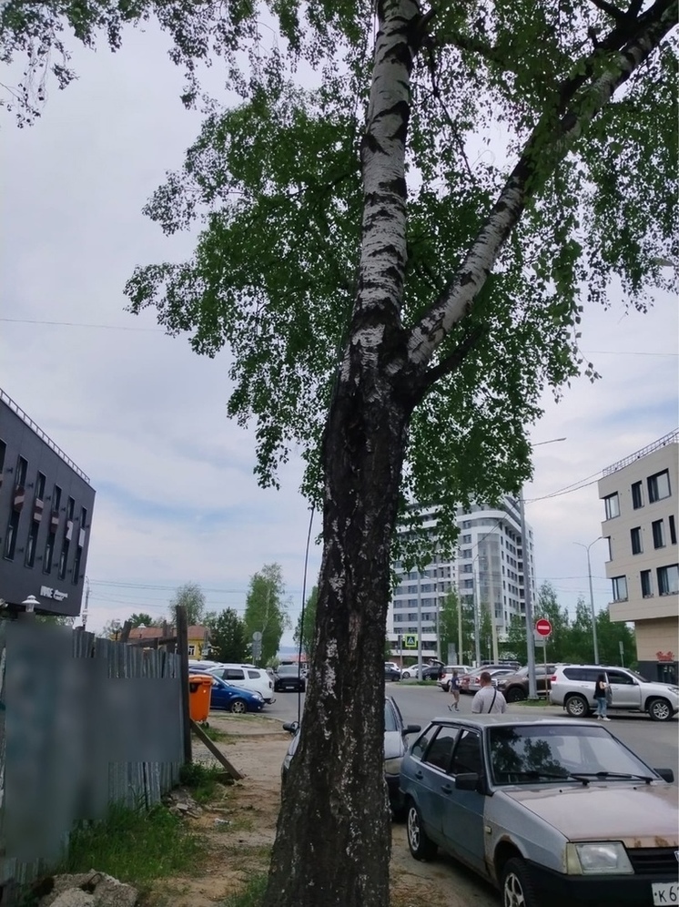 Старые березы спиливают в центре Петрозаводска