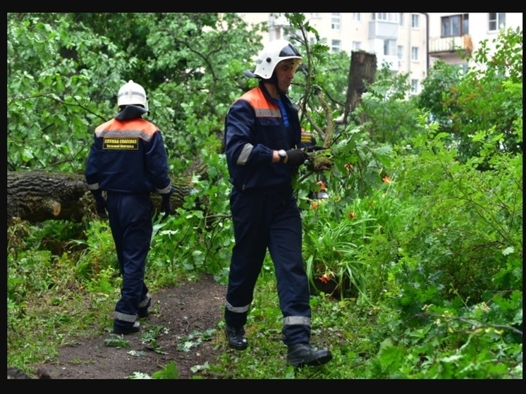 Упавший 400-летний дуб в Великом Новгороде уберут городские службы