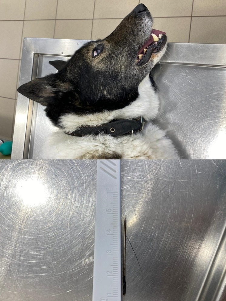 Ветеринары достали иглу из пасти собаки в Карелии