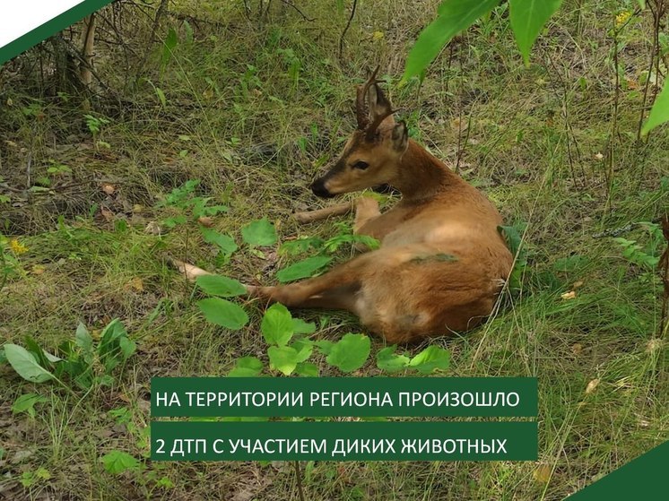 В Пензенской области за сутки в ДТП сбили лося и косулю