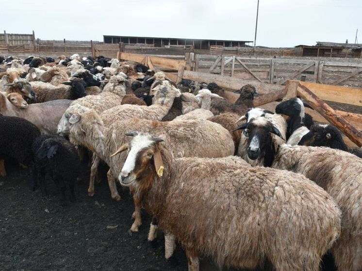 Господдержка помогает фермеру в Усть-Абаканском районе увеличивать поголовье овец