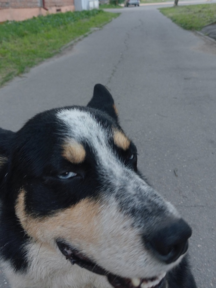 В Тверской области от имени пса опубликовали объявление о поиске хозяев