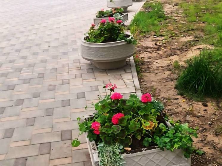 Жители Охи крадут с клумб свежевысаженные цветы