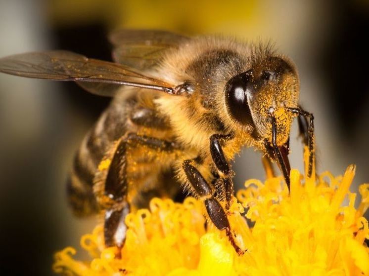 Пчеловод: «Через несколько десятков лет башкирской пчелы может совсем не остаться»