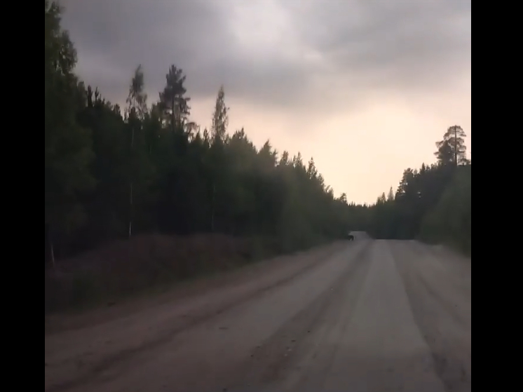 Жирненького медведя повстречала водитель на дороге в Карелии