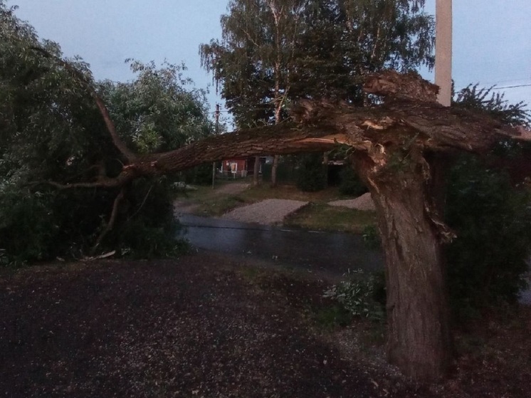 Ураган повалил 32 дерева в Калужской области