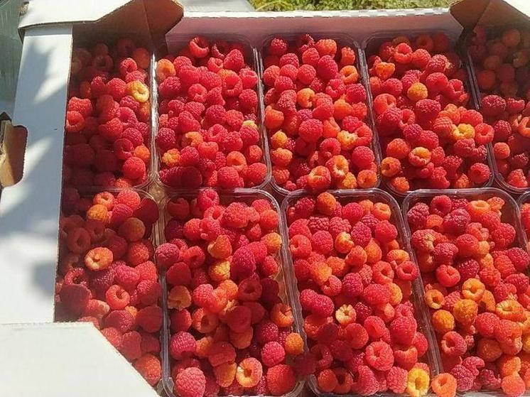 Сладкий урожай: крымские аграрии начали собирать малину и ежевику