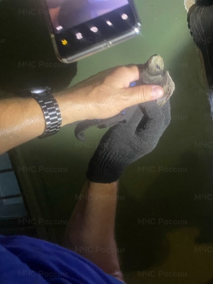 Летучая мышь переполошила пациентов орловской больницы