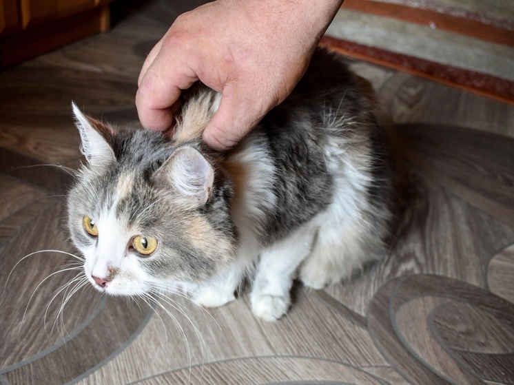 В Рязани волонтёры спасли кошку, выпавшую на пристройку многоэтажки
