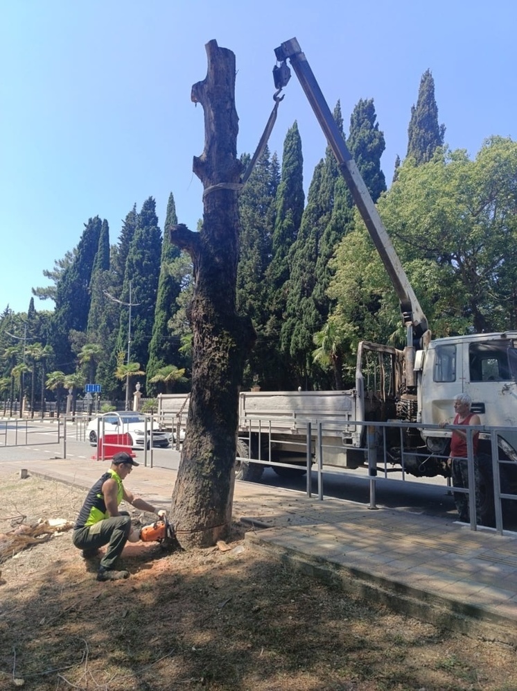 В Центральном районе Сочи спилили аварийное дерево и высадили пальмы