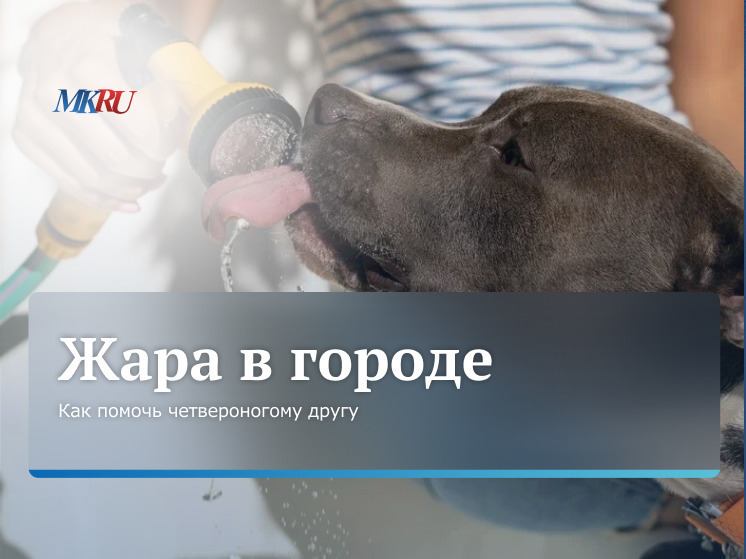 В пятницу, 5 июля, в 12:00 состоялся эксклюзивный прямой эфир из пресс-центра «МК» с кинологом и аква-тренером для собак Елизаветой Ключниковой.