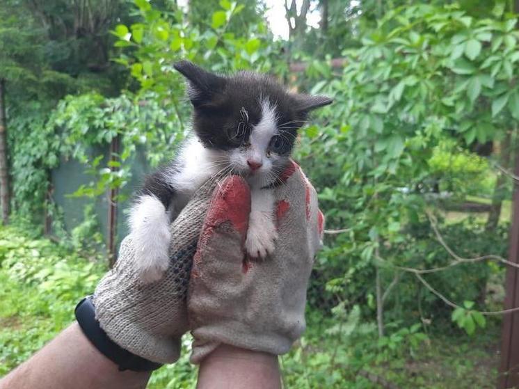 Спасатели помогли котенку, который провалился в душевой