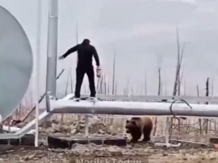 В Красноярском крае медведь загнал вахтовика на трубу и заставил материться