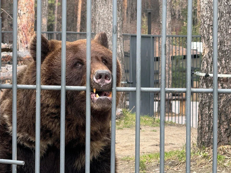 Бурый медведь в Новосибирской области напал на мужчину и 12-летнего ребенка
