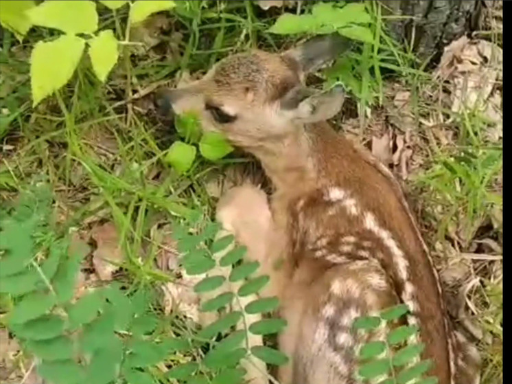 В Пензенской области лесник обнаружил под кустом маленького олененка