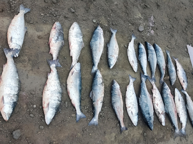 Браконьера с 48 хвостами лосося поймали в Томаринском районе