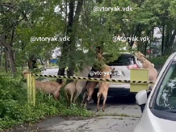 Банда козлов терроризирует автовладельцев Владивостока