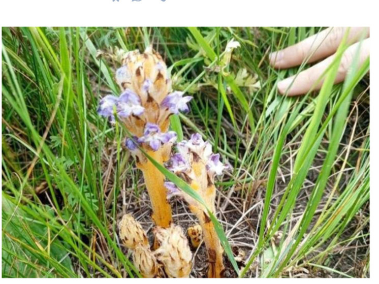 Под Новосибирском жители заметили редкий цветок-паразит