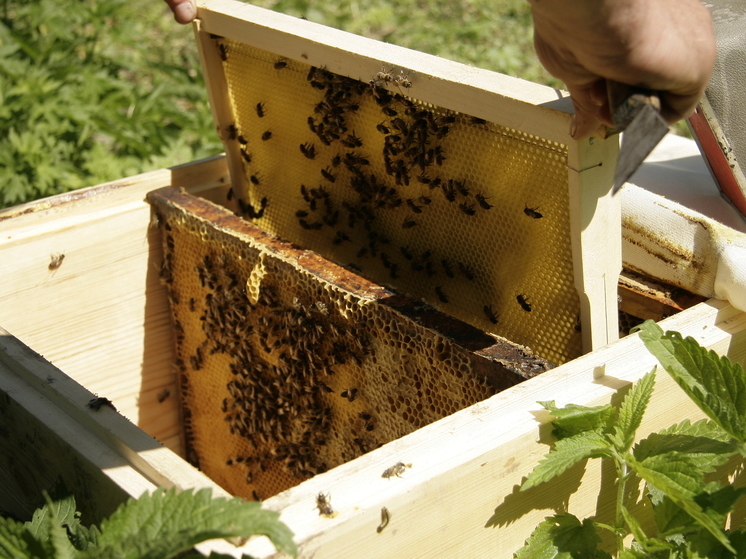 Через десятки лет башкирской пчелы может не остаться