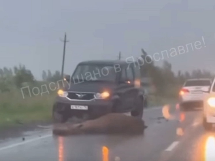 В Ярославской области машина сбила лосиху с лосенком