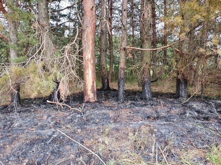 Лесной пожар в Ядринском округе обнаружили и смогли потушить дети