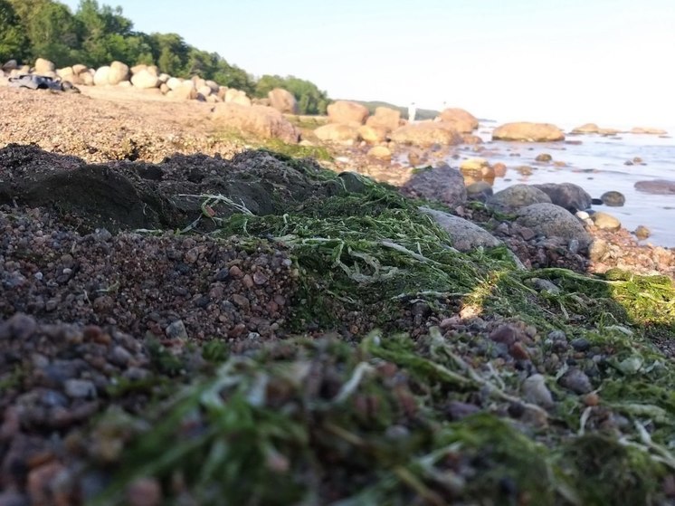 Петербургские водоемы спасают от сине-зеленых водорослей ирисами и кувшинками