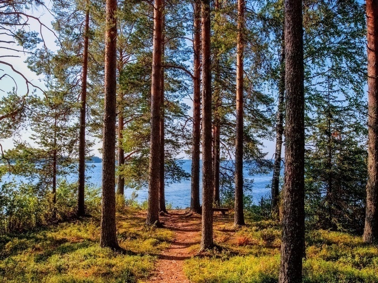 Пропавшая в карельском лесу пенсионерка найдена живой