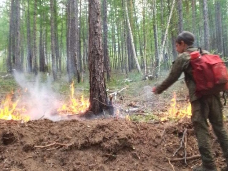 Минприроды показало видео лесного пожара на 800 га в Читинском районе