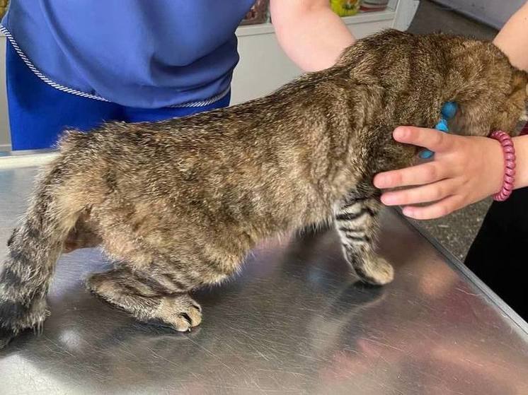 Кота-«парашютиста» спасли ветеринары в Забайкалье