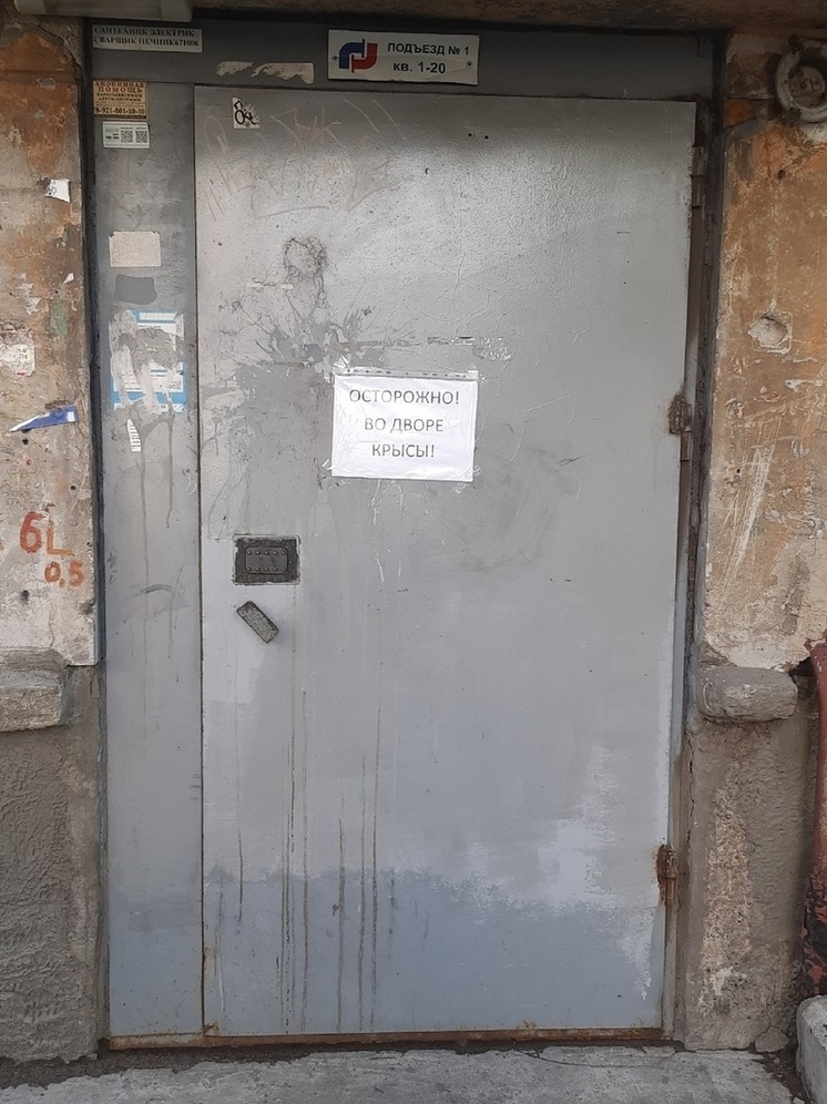 Прохожих в центре Петрозаводска предупредили о крысах во дворах